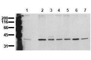 Western Blotting (WB) image for anti-Mitogen-Activated Protein Kinase 14 (MAPK14) (N-Term) antibody (ABIN126883) (MAPK14 Antikörper  (N-Term))