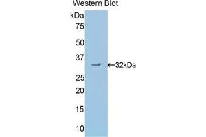 Detection of Recombinant SCG2, Mouse using Polyclonal Antibody to Secretogranin II (SCG2) (SCG2 Antikörper  (AA 342-609))