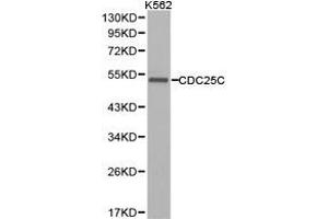 Western Blotting (WB) image for anti-Cell Division Cycle 25 Homolog C (S. Pombe) (CDC25C) antibody (ABIN1871676) (CDC25C Antikörper)