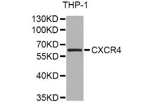 Western blot analysis of extracts of THP-1 cells, using CXCR4 Antibody. (CXCR4 Antikörper)