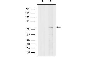 anti-ERO1-Like Protein alpha (ERO1L) (Internal Region) antibody