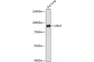 Western blot analysis of extracts of Rat lung using UBA2 Polyclonal Antibody at dilution of 1:1000. (UBA2 Antikörper)