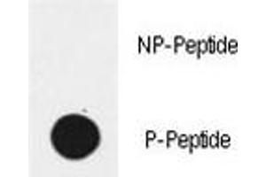 Dot blot analysis of phospho-EGFR antibody. (EGFR Antikörper  (pTyr1172))