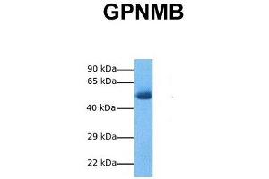 Host:  Rabbit  Target Name:  GPNMB  Sample Tissue:  Human Fetal Lung  Antibody Dilution:  1. (Osteoactivin Antikörper  (N-Term))