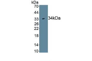Detection of Recombinant WNT7B, Human using Monoclonal Antibody to Wingless Type MMTV Integration Site Family, Member 7B (WNT7B) (WNT7B Antikörper  (AA 216-349))