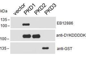 HEK293 lysate overexpressing Human DYKDDDDK-tagged PKD1, Human DYKDDDDK-tagged PKD2 or Human GST-tagged PKD3 probed with ABIN5539576 (0.
