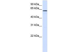 WB Suggested Anti-FAM20A Antibody Titration:  0. (FAM20A Antikörper  (N-Term))