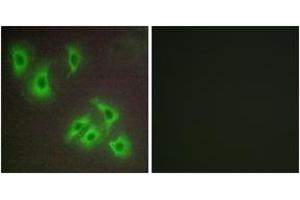 Immunofluorescence analysis of HepG2 cells, using BCLW Antibody. (BCL2L2 Antikörper  (AA 131-180))