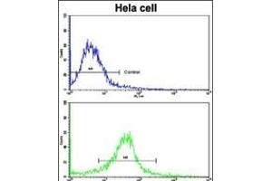 Flow cytometric analysis of hela cells using CLNS1A Antibody (Center)(bottom histogram) compared to a negative control cell (top histogram). (CLNS1A Antikörper  (AA 148-176))