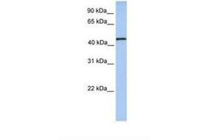 Image no. 1 for anti-tRNA Methyltransferase 11 Homolog (Trmt11) (AA 110-159) antibody (ABIN6738470) (Trmt11 Antikörper  (AA 110-159))