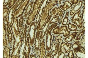 ABIN6273164 at 1/100 staining Mouse kidney tissue by IHC-P. (SMOX Antikörper  (Internal Region))