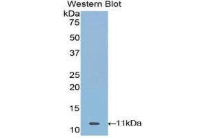 Western Blotting (WB) image for anti-Mucin 21, Cell Surface Associated (MUC21) (AA 505-566) antibody (ABIN1078344) (MUC21 Antikörper  (AA 505-566))
