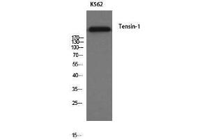 Western Blotting (WB) image for anti-Tensin 1 (TNS1) antibody (ABIN3180912)
