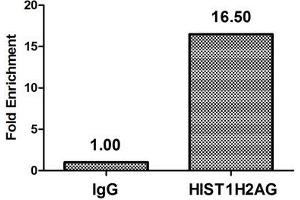 Chromatin Immunoprecipitation Hela (4*10 6 ) were treated with Micrococcal Nuclease, sonicated, and immunoprecipitated with 5 μg anti-HIST1H2AG (ABIN7139273) or a control normal rabbit IgG. (HIST1H2AG Antikörper  (2meArg29))