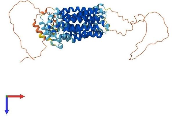 GLUT12 Protein (AA 1-617) (His tag)