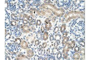 Image no. 1 for anti-Caveolin 1, Caveolae Protein, 22kDa (CAV1) (N-Term) antibody (ABIN203355) (Caveolin-1 Antikörper  (N-Term))