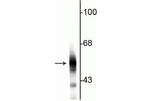 Western blot of rat cortical lysate showing specific immunolabeling of the ~55 kDa beta III tubulin protein. (TUBB3 Antikörper)