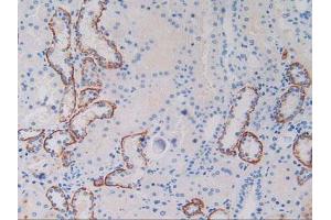 IHC-P analysis of Human Kidney Tissue, with DAB staining. (c-MET Antikörper  (AA 1092-1379))