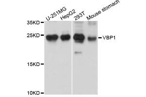 Western blot analysis of extracts of various cell lines, using VBP1 antibody. (VBP1 Antikörper)