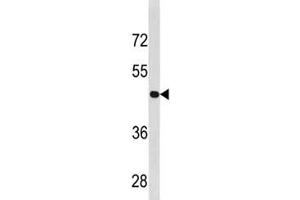 Cyclin B2 antibody western blot analysis in U251 lysate. (Cyclin B2 Antikörper  (AA 182-209))