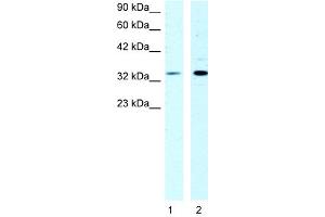 WB Suggested Anti-CSDA Antibody Titration:  1ug/ml  Positive Control:  HepG2 cell lysate