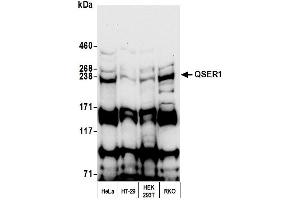 anti-Glutamine and serine Rich 1 (QSER1) (AA 175-225) antibody