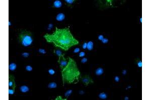 Anti-PECAM1 mouse monoclonal antibody (ABIN2455806) immunofluorescent staining of COS7 cells transiently transfected by pCMV6-ENTRY PECAM1 (RC208654). (CD31 Antikörper)