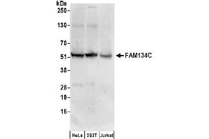 Western Blotting (WB) image for anti-Family with Sequence Similarity 134, Member C (FAM134C) (AA 416-466) antibody (ABIN7450233)