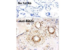 Immunohistochemistry (IHC) image for anti-RAB5C, Member RAS Oncogene Family (Rab5c) (C-Term) antibody (ABIN6254194) (Rab5c Antikörper  (C-Term))