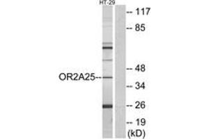 Western Blotting (WB) image for anti-Olfactory Receptor, Family 2, Subfamily A, Member 25 (OR2A25) (AA 241-290) antibody (ABIN2890922) (OR2A25 Antikörper  (AA 241-290))