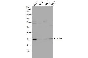 WB Image HAX1 antibody detects HAX1 protein by western blot analysis. (HAX1 Antikörper)