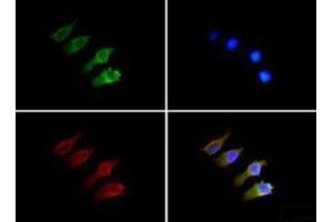 Immunofluorescence (IF) image for anti-Sema Domain, Immunoglobulin Domain (Ig), Short Basic Domain, Secreted, (Semaphorin) 3B (SEMA3B) (AA 100-200) antibody (ABIN1951824) (SEMA3B Antikörper  (AA 100-200))
