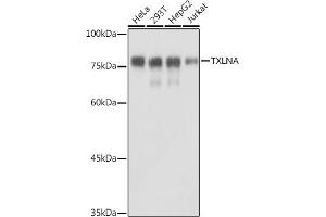 Western blot analysis of extracts of various cell lines, using TXLNA antibody (ABIN7270744) at 1:1000 dilution. (alpha Taxilin Antikörper)