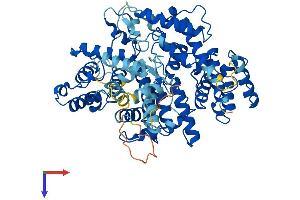 Plastin 3 Protein (PLS3) (AA 1-630) (His tag)