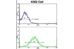 Flow cytometric analysis of K562 cells using TH Antibody (C-term)(bottom histogram) compared to a negative control cell (top histogram). (TH Antikörper  (C-Term))