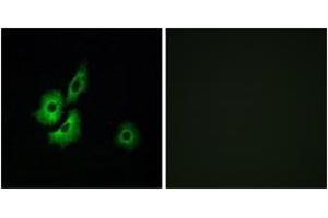 Immunofluorescence (IF) image for anti-Olfactory Receptor, Family 4, Subfamily D, Member 1 (OR4D1) (AA 261-310) antibody (ABIN2891006) (OR4D1 Antikörper  (AA 261-310))