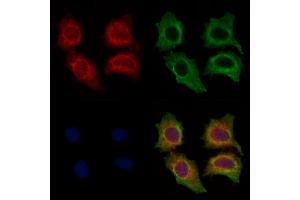 ABIN7094463 and ABIN7098511 staining HepG2 cells by IF/ICC. (FCER1G Antikörper  (C-Term))