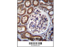 PLS1 Antibody immunohistochemistry analysis in formalin fixed and paraffin embedded human kidney tissue followed by peroxidase conjugation of the secondary antibody and DAB staining. (PLS1 Antikörper  (C-Term))