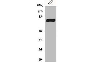 Western Blot analysis of A549 cells using MPP9 Polyclonal Antibody (MPHOSPH9 Antikörper  (C-Term))
