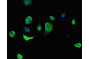Immunofluorescence (IF) image for anti-Dynein, Axonemal, Light Chain 4 (DNAL4) (AA 1-105) antibody (ABIN7150890)