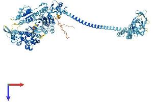 Myosin IC Protein (MYO1C) (AA 1-1063) (His tag)
