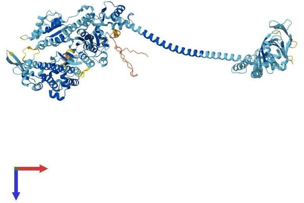 Myosin IC Protein (MYO1C) (AA 1-1063) (His tag)