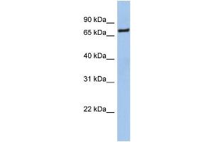 NFE2L1 (nuclear factor (erythroid-derived 2)-like 1) Antibody (against the middle region of NFE2L1) (50ug) validated by WB using Jurkat cell lysate at 0. (NFE2L1 Antikörper  (Middle Region))