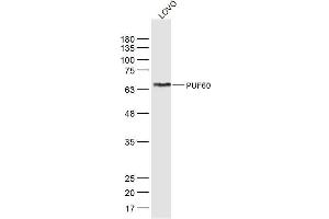 LoVo lysates probed with PUF60 Polyclonal Antibody, Unconjugated  at 1:300 dilution and 4˚C overnight incubation. (PUF60 Antikörper  (AA 1-100))
