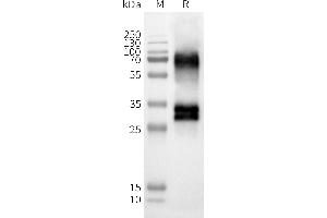 Olfactory Receptor, Family 52, Subfamily D, Member 1 (OR52D1) protein (DYKDDDDK Tag)