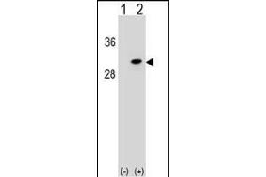POLR2D antibody  (AA 51-79)