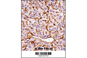 Mouse Eif2ak4 Antibody immunohistochemistry analysis in formalin fixed and paraffin embedded mouse live tissue followed by peroxidase conjugation of the secondary antibody and DAB staining.