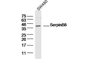 SW480 lysates probed with SerpinB8 Polyclonal Antibody, Unconjugated  at 1:300 dilution and 4˚C overnight incubation. (SERPINB8 Antikörper  (AA 121-220))