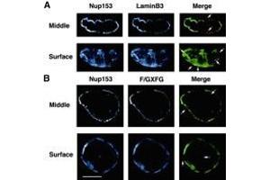 Confocal microscope analysis of Nup153, lamin B3 and F/GXFG nucleoporin distribution in sperm pronuclei.