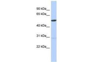 Image no. 1 for anti-Zinc Finger Protein 529 (ZNF529) (AA 104-153) antibody (ABIN6742862) (ZNF529 Antikörper  (AA 104-153))